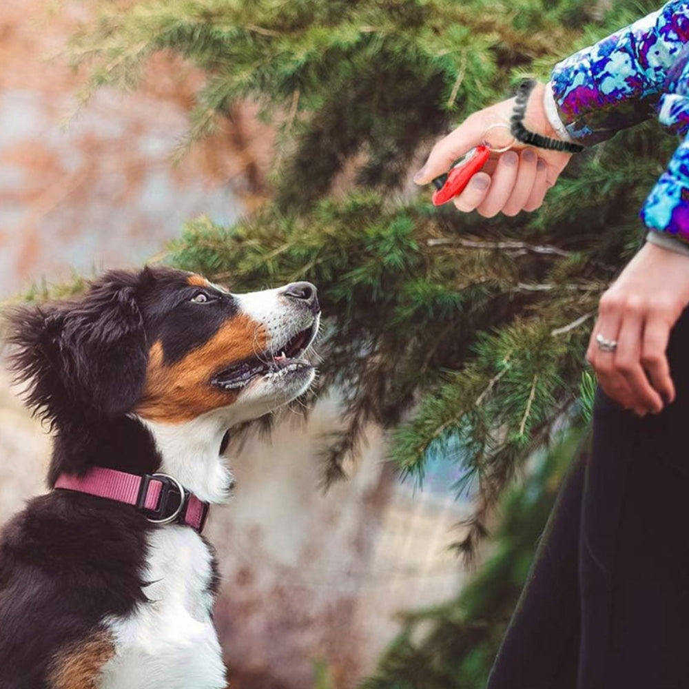 Clicky™ – Clicker de dressage pour éducation canine